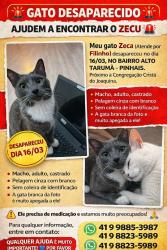 Lost Male Cat last seen Rua Daniel schulz , Alto Tarumã, PR 83325-604