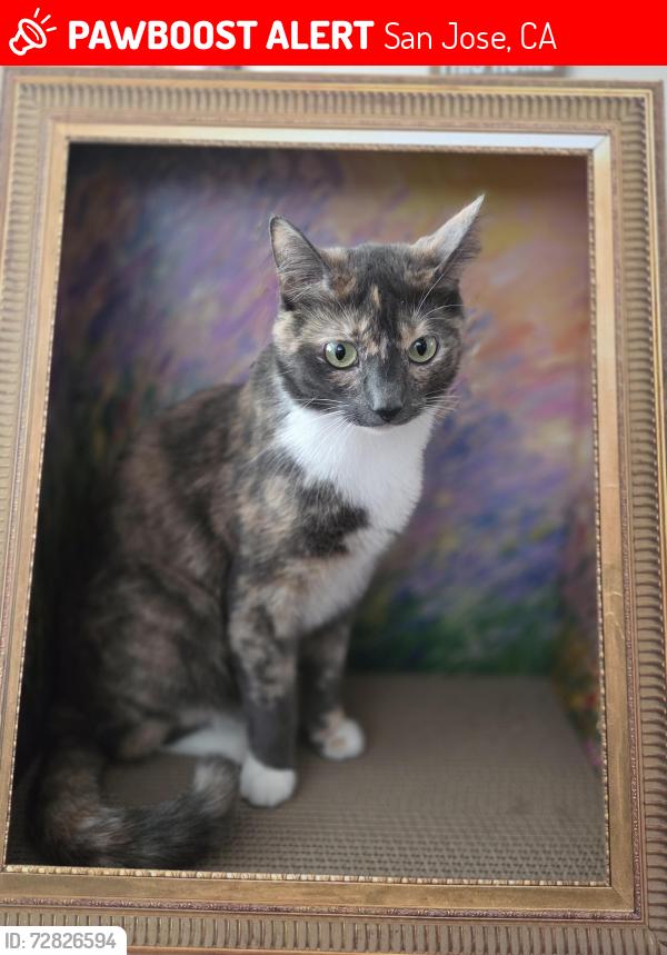 Lost Female Cat last seen Monet Circle and Rosenbaum, San Jose, CA 95136