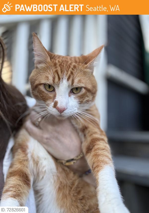 Found/Stray Male Cat last seen 35th Ave S and Hanford, Seattle, WA 98144