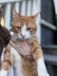 Found/Stray Male Cat last seen 35th Ave S and Hanford, Seattle, WA 98144