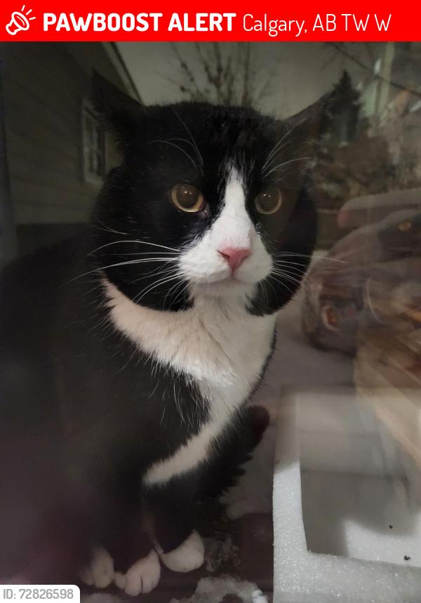 Lost Male Cat last seen Braeside dr, tim hortons, Calgary, AB T2W 2W3