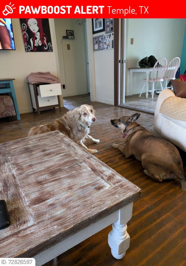 Lost Unknown Dog last seen Escaped out of the yard 35th Street between avenue t and avenue m area. , Temple, TX 76508
