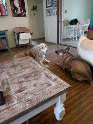 Lost Unknown Dog last seen Escaped out of the yard 35th Street between avenue t and avenue m area. , Temple, TX 76508
