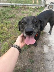 Found/Stray Male Dog last seen Corner of Violet & Nelon, Corpus Christi, TX 78410