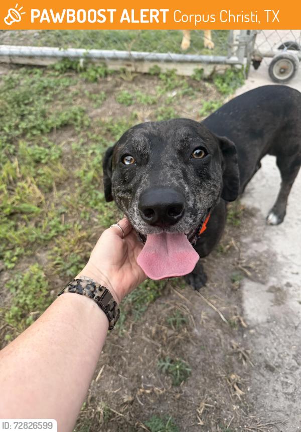 Found/Stray Male Dog last seen Corner of Violet & Nelon, Corpus Christi, TX 78410