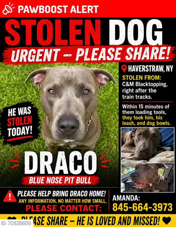 Lost Male Dog last seen  Behind Raines & Welch building near railroad tracks by C&M Paving , West Haverstraw, NY 10993
