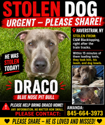 Lost Male Dog last seen  Behind Raines & Welch building near railroad tracks by C&M Paving , West Haverstraw, NY 10993