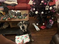 Lost Male Dog last seen Treepoint drive, Arlington, TX 76060