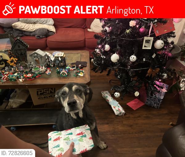 Lost Male Dog last seen Treepoint drive, Arlington, TX 76060
