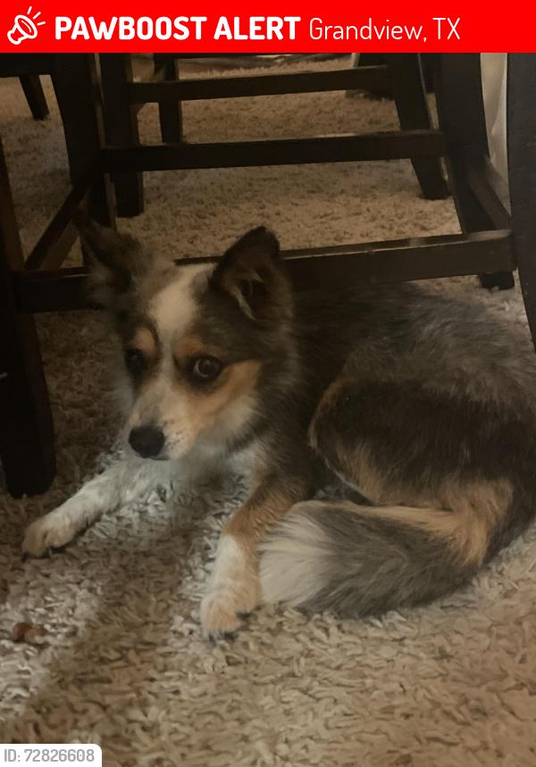 Lost Unknown Dog last seen Highway 67 exit 12, Grandview, TX 76050