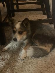 Lost Unknown Dog last seen Highway 67 exit 12, Grandview, TX 76050