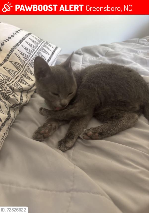 Lost Female Cat last seen Four seasons mall , Greensboro, NC 27407