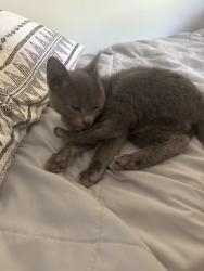 Lost Female Cat last seen Four seasons mall , Greensboro, NC 27407