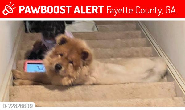 Lost Male Dog last seen McDonough rd and SR 54, Fayette County, GA 30214