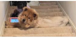 Lost Male Dog last seen McDonough rd and SR 54, Fayette County, GA 30214