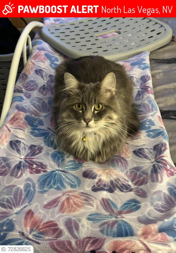 Lost Male Cat last seen Lone prarie ct, North Las Vegas, NV 89031