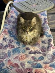 Lost Male Cat last seen Lone prarie ct, North Las Vegas, NV 89031