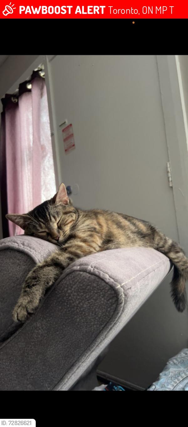 Lost Female Cat last seen Near scarlettwood crt, Toronto, ON M9P 1T2