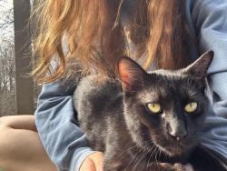 Lost Male Cat last seen Merton Dr Farmington Hills, Farmington Hills, MI 48334