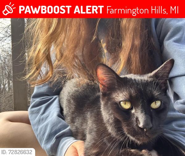 Lost Male Cat last seen Merton Dr Farmington Hills, Farmington Hills, MI 48334