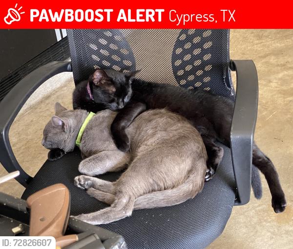 Lost Male Cat last seen Hillside Park & Laurel knoll , Cypress, TX 77433