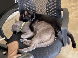 Lost Male Cat last seen Hillside Park & Laurel knoll , Cypress, TX 77433