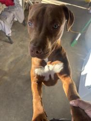 Found/Stray Female Dog last seen Elm and Jefferson, Fresno, CA 93706