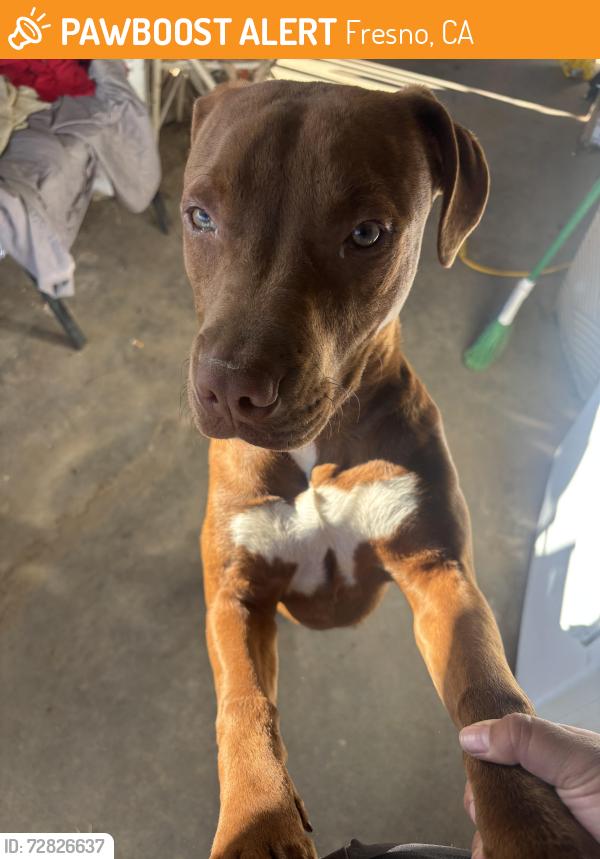Found/Stray Female Dog last seen Elm and Jefferson, Fresno, CA 93706