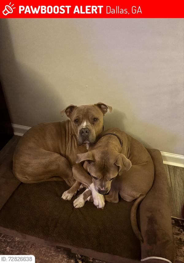 Lost Unknown Dog last seen Silver comet trail , Dallas, GA 30157