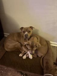 Lost Unknown Dog last seen Silver comet trail , Dallas, GA 30157