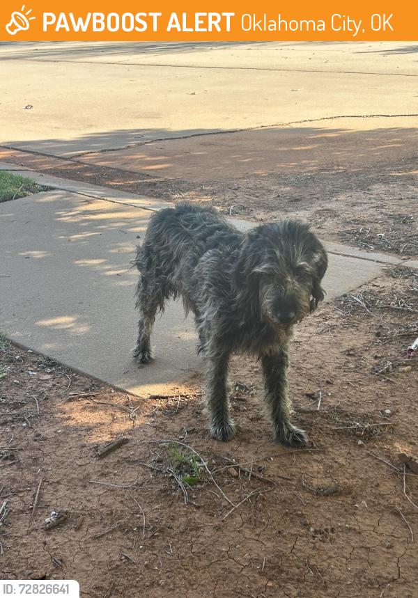 Found/Stray Female Dog last seen Western avenue and Kingsgate drive , Oklahoma City, OK 73170