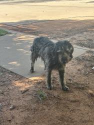 Found/Stray Female Dog last seen Western avenue and Kingsgate drive , Oklahoma City, OK 73170