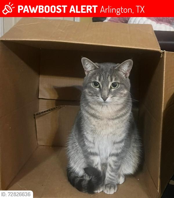 Lost Female Cat last seen Bent Oaks Dr./Kelly Elliott, Arlington, TX 76001