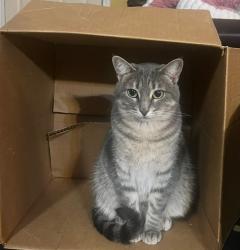 Lost Female Cat last seen Bent Oaks Dr./Kelly Elliott, Arlington, TX 76001