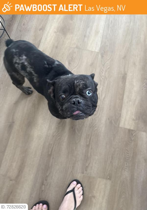 Found/Stray Male Dog last seen Cactus Ave, Las Vegas, NV 89141