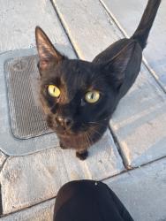 Found/Stray Unknown Cat last seen Silver Beach & Cozy Hill, Henderson, NV 89052
