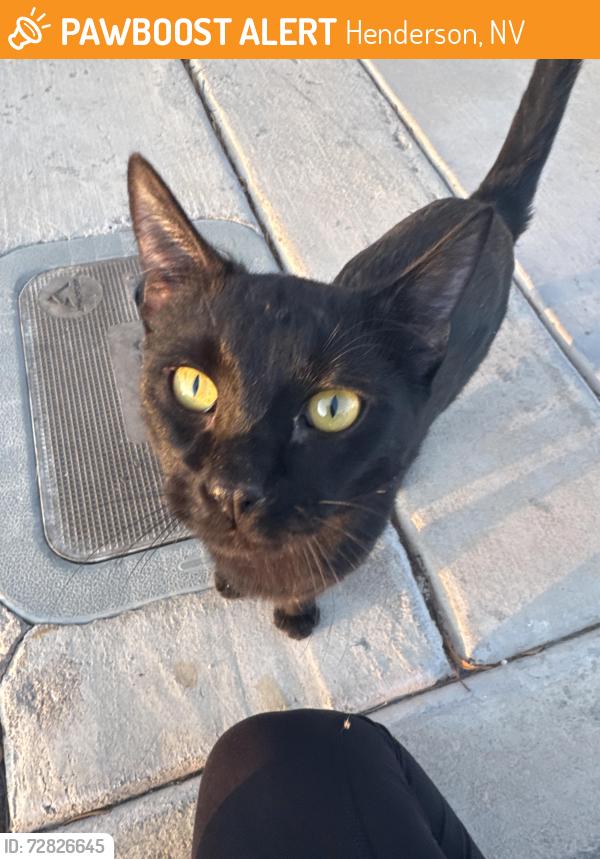 Found/Stray Unknown Cat last seen Silver Beach & Cozy Hill, Henderson, NV 89052
