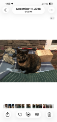 Lost Female Cat last seen Caldwell County Fairgrounds , Lenoir, NC 28645