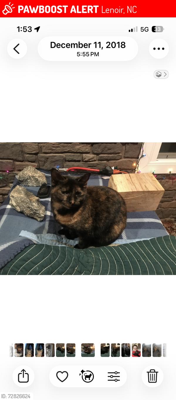 Lost Female Cat last seen Caldwell County Fairgrounds , Lenoir, NC 28645