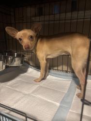 Found/Stray Male Dog last seen Arco Jensen and maple, Fresno, CA 93725