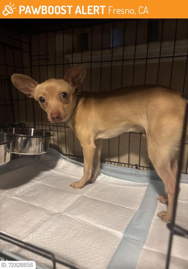 Found/Stray Male Dog last seen Arco Jensen and maple, Fresno, CA 93725