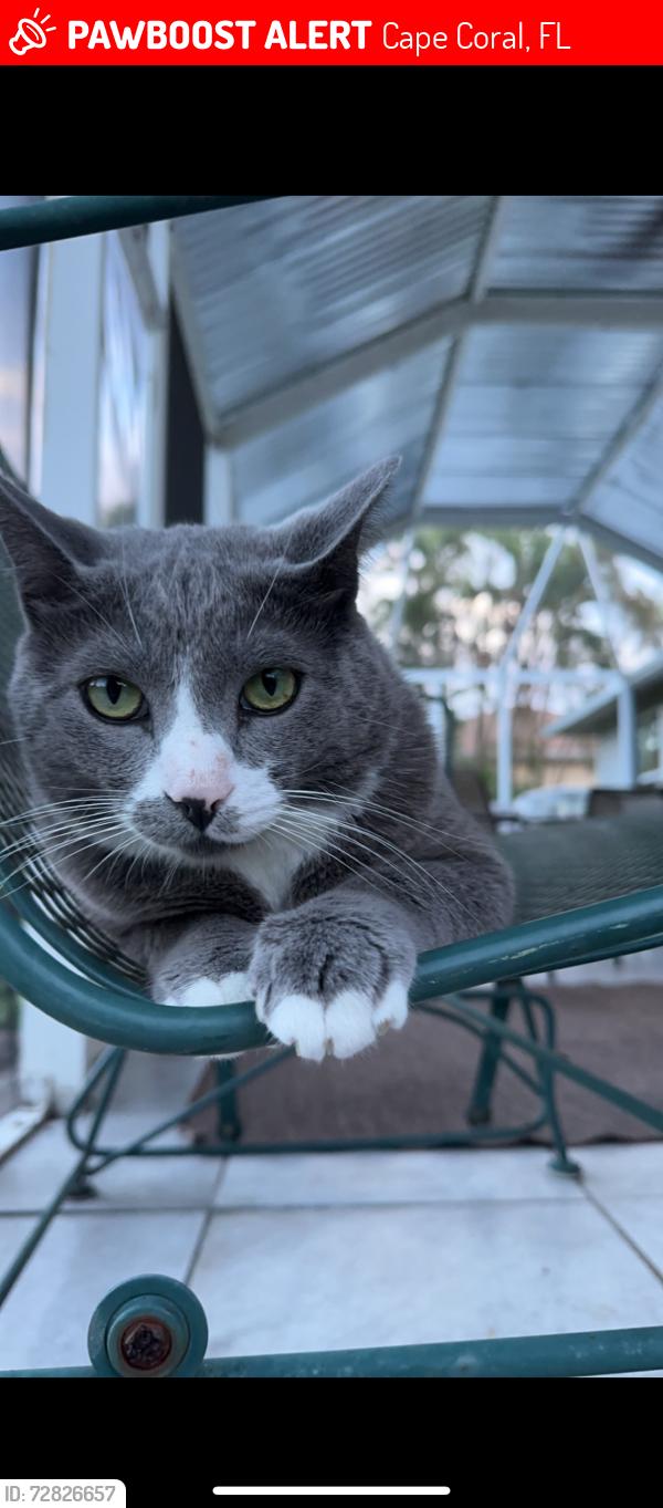 Lost Male Cat last seen Andaulsia and Pine island , Cape Coral, FL 33909
