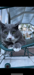 Lost Male Cat last seen Andaulsia and Pine island , Cape Coral, FL 33909