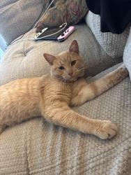 Found/Stray Male Cat last seen Kirts and crooks, Troy, MI 48084