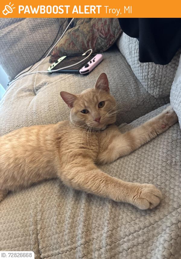 Found/Stray Male Cat last seen Kirts and crooks, Troy, MI 48084