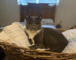 Lost Male Cat last seen Pinewood Terrace and Rolling Hills Drive/West Lake Village , Palm Harbor, FL 34683