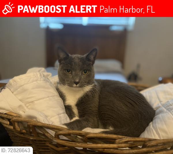 Lost Male Cat last seen Pinewood Terrace and Rolling Hills Drive/West Lake Village , Palm Harbor, FL 34683