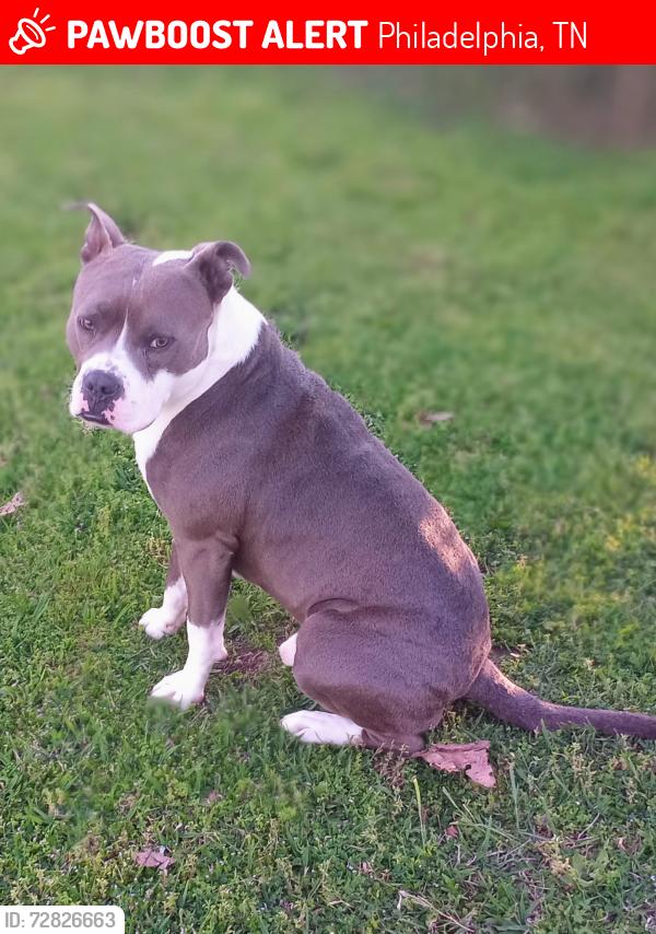 Lost Male Dog last seen FORK CREEK, Philadelphia, TN 37846