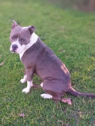 Lost Male Dog last seen FORK CREEK, Philadelphia, TN 37846
