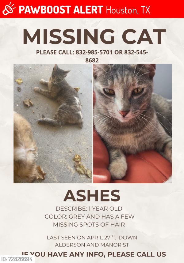 Lost Female Cat last seen Manor st, Houston, TX 77015